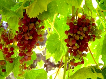 Grape_Vine