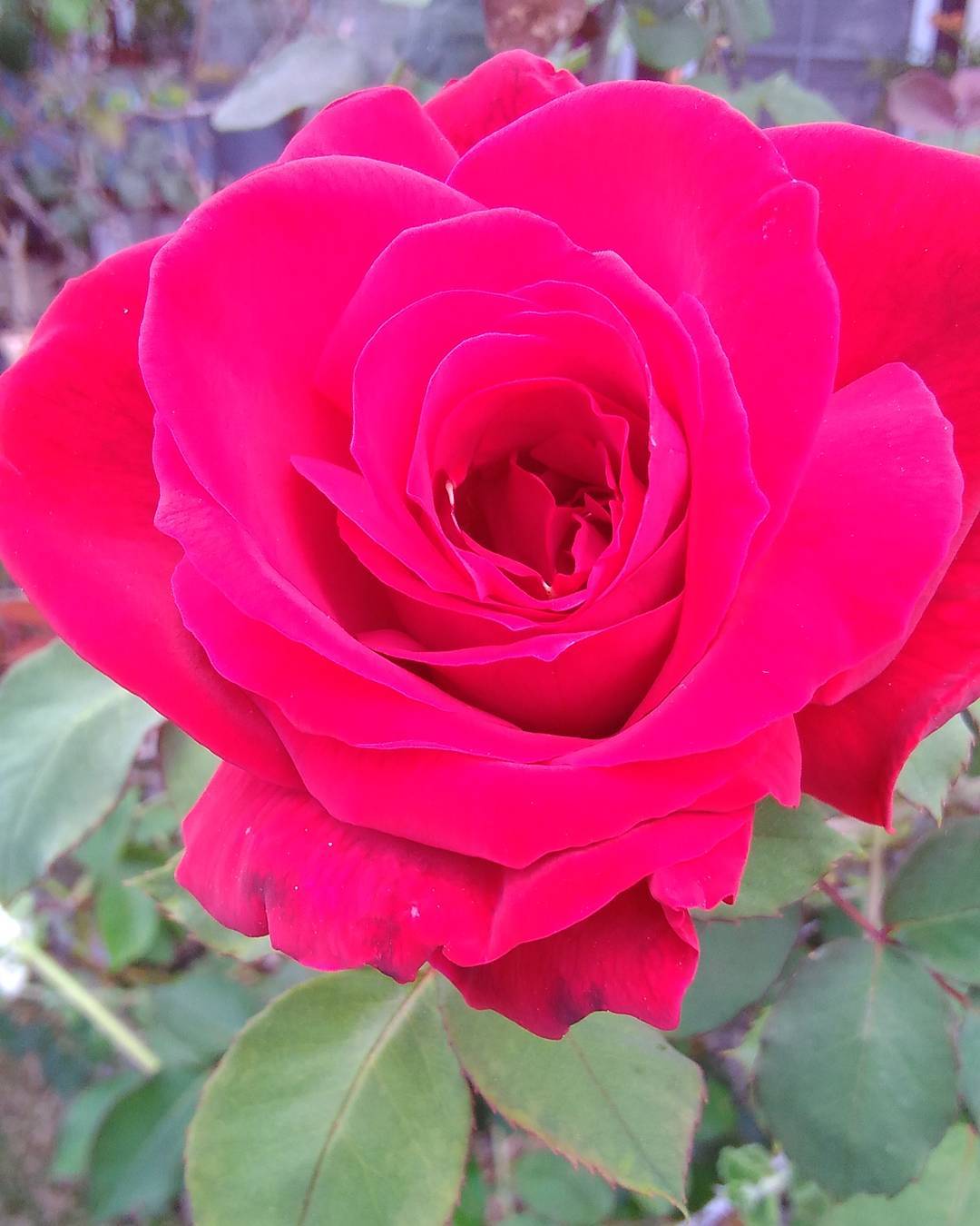 17492769_10158449293075603_3388628732745109287_o