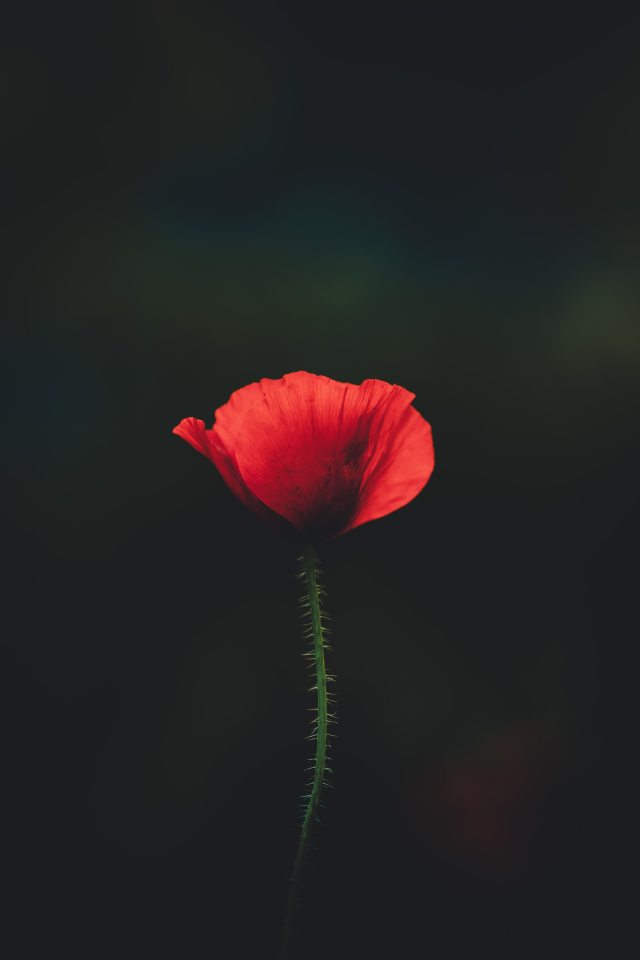 bloom-blossom-flora-2567011