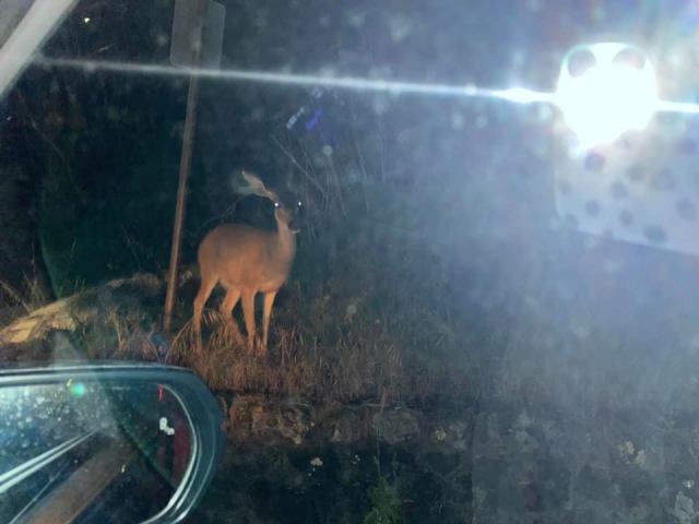 97039991_10163645014285603_6830291936847331328_n